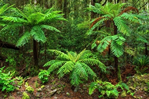 Fern Prints: Fern forest at Milford Sound, Fiordland National Park, South Island, New Zealand