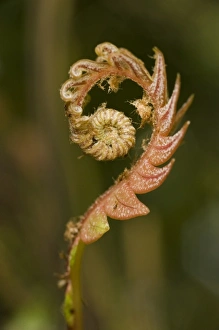 Curving Prints: Fern frond, Zamora-Chinchipe, south east Ecuador, South America, lower temperate forest