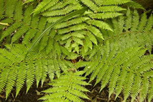 South Otago Prints: Fern near Matai Falls, Catlins, South Otago, South Island, New Zealand