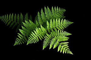 Images Dated 6th August 2006: Fern, northern California