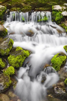 Images Dated 23rd May 2011: Fern Spring, Yosemite National Park, California, USA