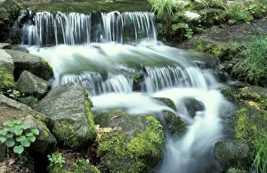 Little Prints: Fern Spring, Yosemite National Park
