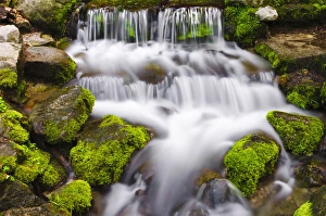Images Dated 23rd May 2011: Fern Spring, Yosemite National Park, California