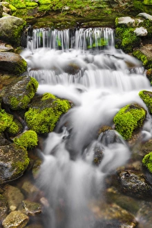 Fern Spring, Yosemite National Park, California