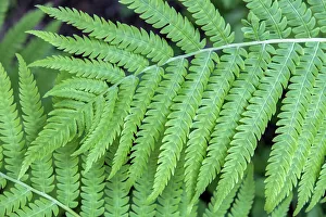 Images Dated 3rd September 2019: Fern, USA