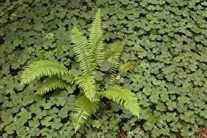Fern among wood Sorrel. Redwood National Park, California
