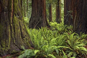 Images Dated 1st August 2020: Ferns beneath giant redwood trees, Stout Memorial Grove