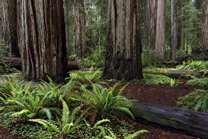 Images Dated 1st August 2020: Ferns beneath giant redwood trees, Stout Memorial Grove