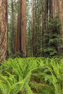 Images Dated 1st August 2020: Ferns beneath giant redwood trees, Stout Memorial Grove