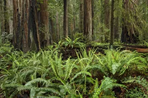 Ferns beneath giant redwood trees, Stout Memorial Grove