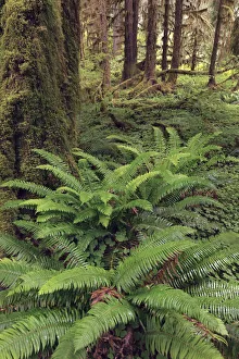 Ferns and Big Leaf Maple tree draped with Club Moss, Hoh Rainforest, Olympic National Park, Washington State