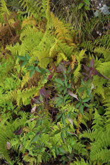 Great Smoky Mountain Prints: Ferns, Blue Ridge Parkway, Smoky Mountains, USA