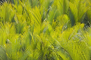 Filipino Prints: Ferns, Bohol Island, Philippines
