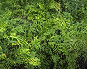 Images Dated 25th February 2018: Ferns of Corkscrew Swamp Sanctuary, Florida