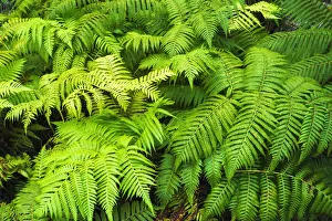 Ferns along the Devastation Trail, Hawaii Volcanoes National Park, Hawaii, USA