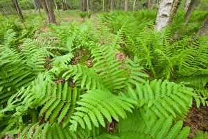 Images Dated 12th August 2015: Ferns in the forest near Marquoit Bay in Brunswick, Maine