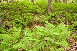 Images Dated 12th August 2015: Ferns in the forest near Marquoit Bay in Brunswick, Maine