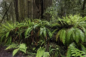 Fallen Prints: Ferns growing on redwood nurse log, Stout Memorial Grove