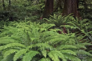 Moss Gallery: Ferns, Hoh Rainforest, Olympic National Park, Washington State