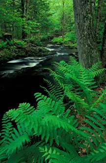 Images Dated 1st May 2007: Ferns line a small stream in a forest on the Meserve Farm in Scarborough, Maine. Spring