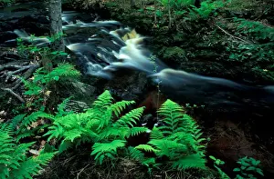 Scarborough Prints: Ferns line a small stream in a forest on the Meserve Farm in Scarborough, Maine. Spring