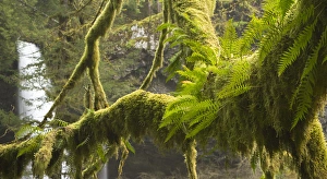 Silverton Prints: Ferns and moss frowing on a tree limb, Silver Falls State Park, Oregon