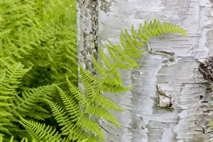 Ferns next to a paper birch tree (Betula papyrifera) in the Reed Plantation in Reed
