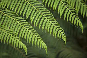 Pichincha Prints: Ferns, Sachatamia Lodge, Mindo, Pichincha province, Ecuador, South America. PR