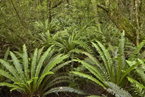 Images Dated 2017 August: Ferns, Seaward Bush Reserve, Invercargill, Southland, South Island, New Zealand
