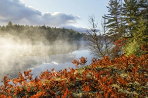 Northwood Prints: Ferns on shoreline of Tahquamenon River at sunrise, near Paradise, Michigan, Upper