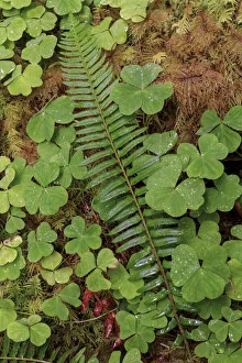 Sorrel Prints: Ferns and sorrel on forest floor, Hoh Rainforest, Olympic National Park, Washington State
