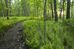 Roadway Prints: Ferns and a trail in Grafton, Massachusetts. Hassanamesitt Woods. Worceseter County