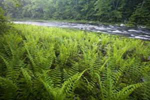 Brook Prints: Ferns and the West Branch of the Westfield River in Chesterfield, Massachusetts