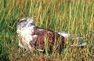 Images Dated 28th February 2007: Ferruginous Hawk Buteo regalis Native to Central & Western US (Rehab Animal)