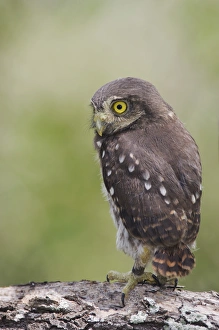 Images Dated 22nd June 2006: Ferruginous Pygmy-Owl, Glaucidium brasilianum, young newly fledged, Willacy County