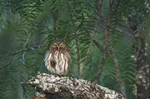 Images Dated 31st May 2007: Ferruginous Pygmy-Owl, Glaucidium brasilianum, adult perched, Willacy County, Rio Grande Valley