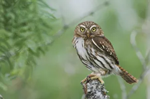 Ferruginous Pygmy-Owl, Glaucidium brasilianum, adult, Willacy County, Rio Grande Valley