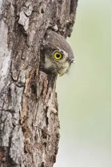 Images Dated 22nd June 2006: Ferruginous Pygmy-Owl, Glaucidium brasilianum, young in nesting cavity, Willacy County