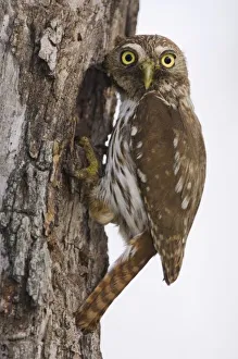 Images Dated 22nd June 2006: Ferruginous Pygmy-Owl, Glaucidium brasilianum, adult at nesting cavity, Willacy County
