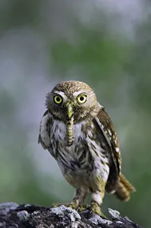 Images Dated 22nd June 2006: Ferruginous Pygmy-Owl, Glaucidium brasilianum, adult with worm prey, Willacy County