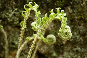 Fiddlehead of a Christmas Fern, Polystichum acrostichoides, in Gulf Brook Ravine