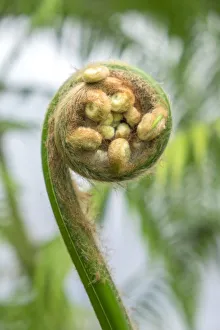 Select Focus Prints: Fiddlehead, Fern, USA