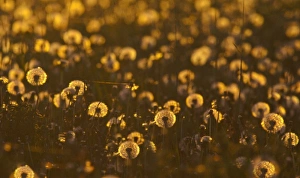 S Eed Prints: Field of backlit dandelions full of seed in Whitefish, Montana, USA