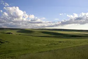 Barley Prints: A field of barley grain in the Fremont / Teton county area of eastern Idaho
