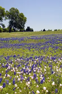A field of Bluebonnet and Pink Evening Primrose wildflowers in Washington County, Texas