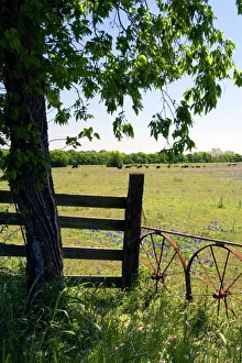 Rustic Prints: Field of Bluebonnet wildflowers in Washington County, Texas