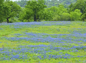 Images Dated 31st March 2017: Field of bluebonnets and oak trees north of Llano Texas on Highway 16