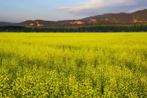 Kalispell Prints: Field of canola in the Flathead Valley of Montana