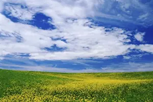 Mustard Prints: Field of Canola or Mustard flowers, Palouse region of eastern Washington