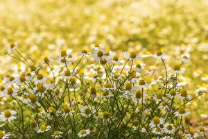 Chamomile Prints: Field of chamomile